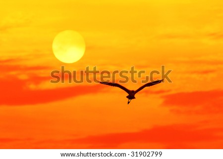Birds flying above the sunset(See more birds and sunset backgrounds in my portfolio).