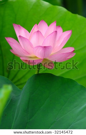 blooming lotus flower over green background.See more lotus in my portfolio