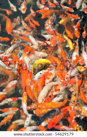 Red and gold fishes over water golden