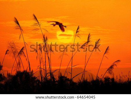 bulrushes against sunlight over sky background in sunset with a flighting bird