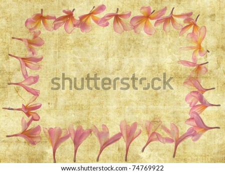 frangipani tropical flower frame  on paper background