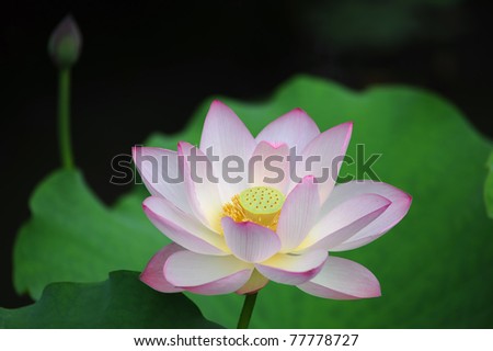 lotus bloom in the pond.