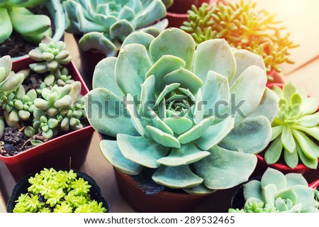 Rectangular arrangement of succulents; cactus succulents in a planter