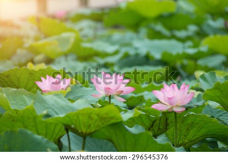 Lotus Flower