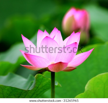 Blooming Lotus