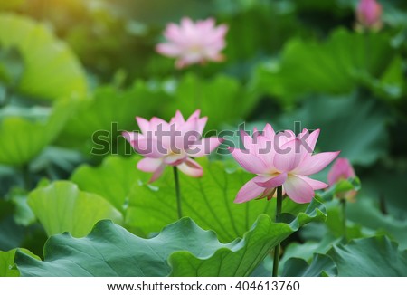 Lotus Flower