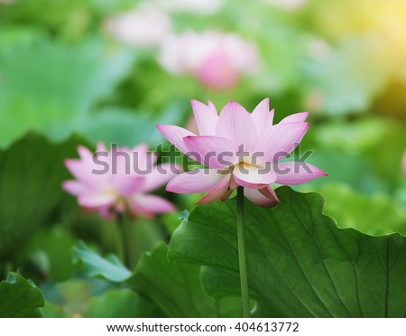 Lotus Flower
