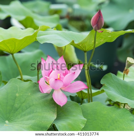 Lotus Flower