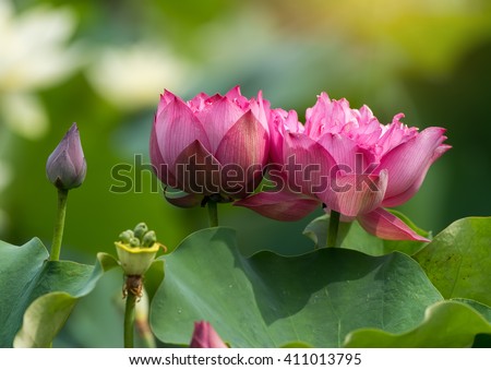 Lotus Flower