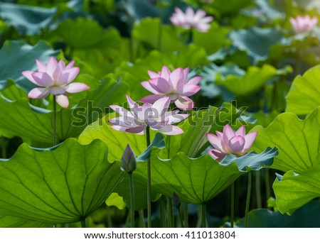 Lotus Flower