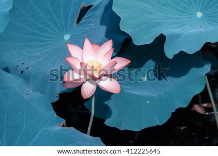 Lotus Flower
