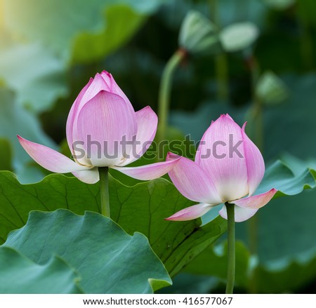 Lotus Flower