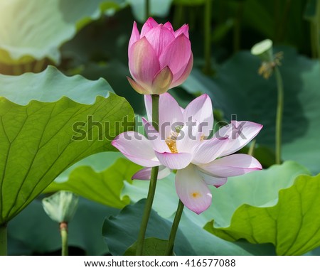 Lotus Flower