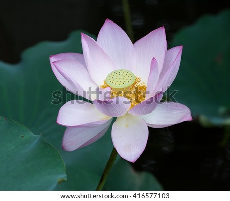 Lotus Flower