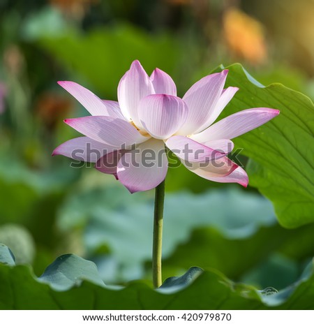 Lotus Flower