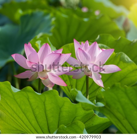 Lotus Flower