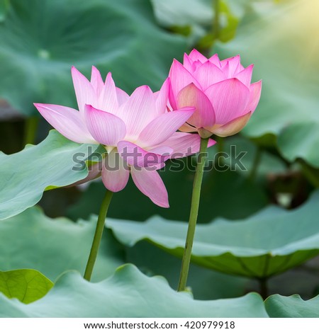 Lotus Flower