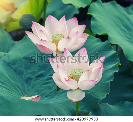 Lotus Flower
