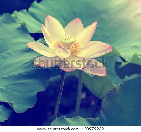 Lotus Flower