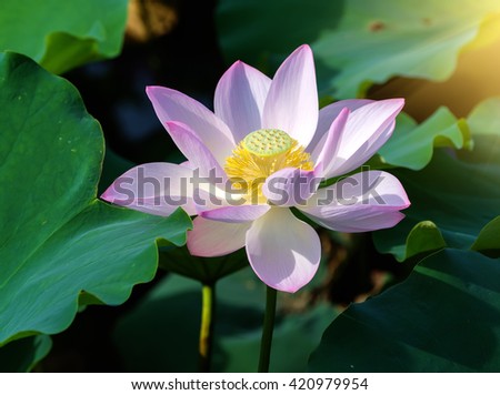 Lotus Flower