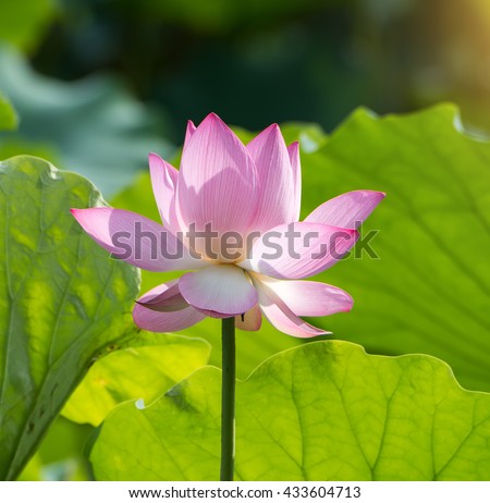 Lotus Flower