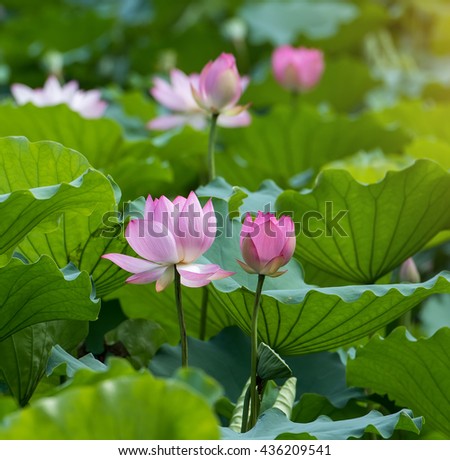Lotus Flower