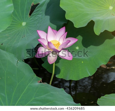 Lotus Flower