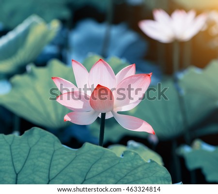 Lotus Flower