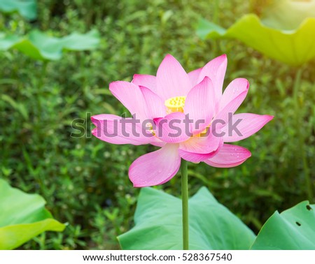 Pink Lotus