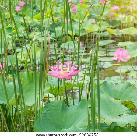 Pink Lotus