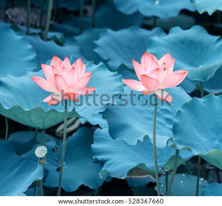 Lotus Flower