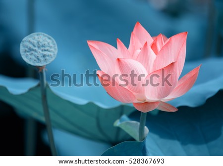 Lotus Flower