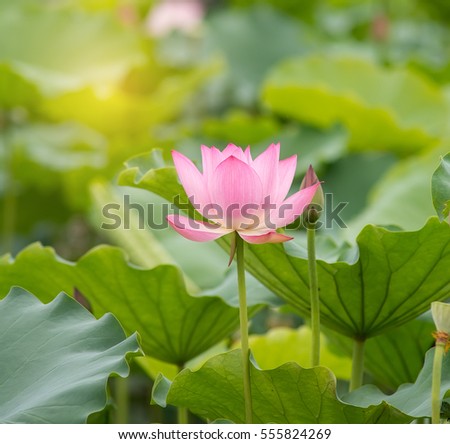 Lotus Flower