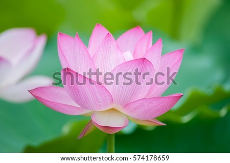 Blooming Lotus