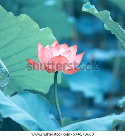 Blooming Lotus