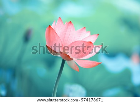 Blooming Lotus