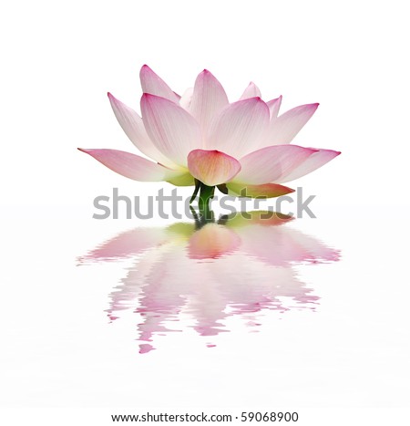 Beautiful Lotus