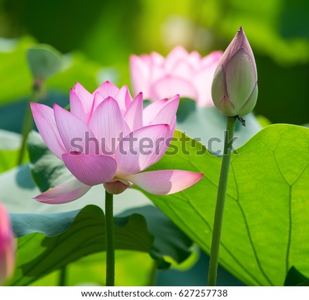 Lotus Flower