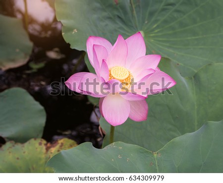 Lotus Flower