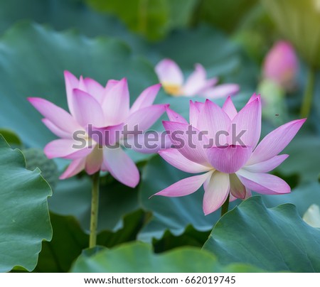 Lotus Flower