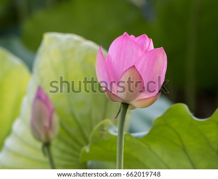 Lotus Flower