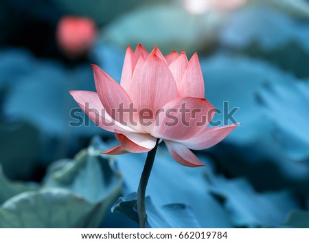 Lotus Flower