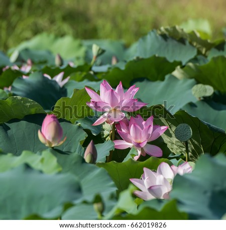 Lotus Flower