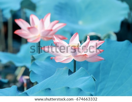 Blooming Lotus