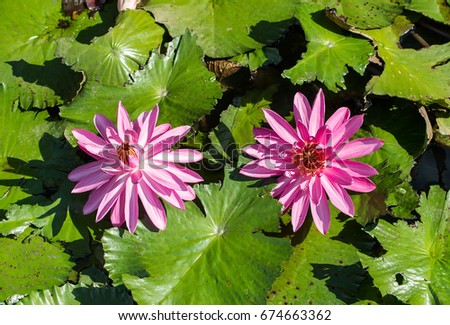 Blooming Lotus