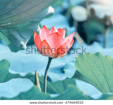 Blooming Lotus
