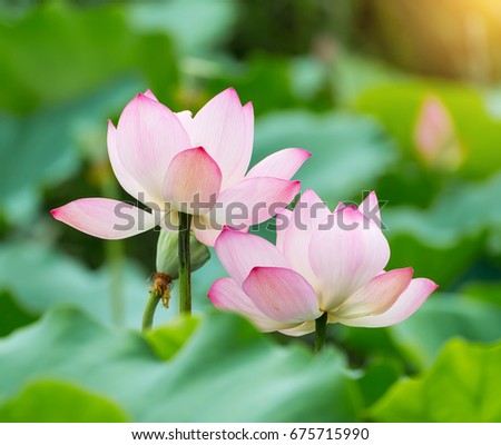 Blooming Lotus