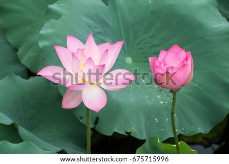 Blooming Lotus