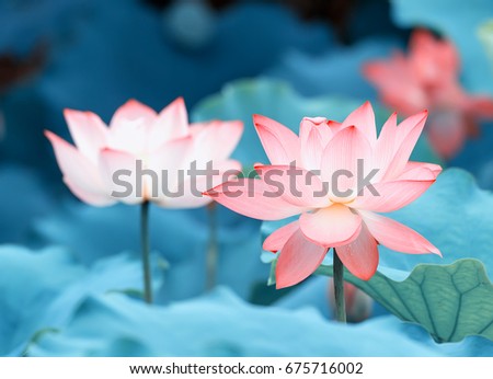 Blooming Lotus