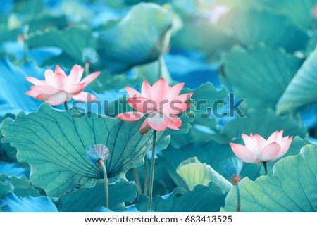 Lotus Flower